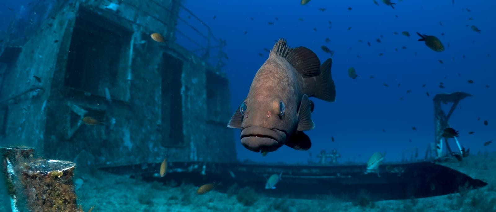 Un mero grande junto a la estructura de un pecio hundido en Malta, con peces pequeños alrededor y la luz entrando desde la superficie